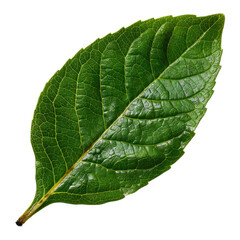 Vibrant green leaf with intricate veins and smooth texture, showcasing beauty of nature design Transparent background or png