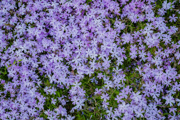 Obraz premium Purple flowers bloom abundantly in spring, creating a lush, colorful ground display