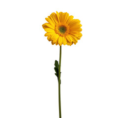 Vibrant yellow flower stands tall with long green stem, radiating joy and beauty. Its petals are bright and cheerful, perfect for adding touch Transparent background or png
