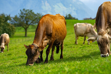 Fototapeta premium Cow in the grassland. Cow peacefully grazing. Summer meadow with cattle. Cow grazing in the countryside. Rural life and livestock. Grazing field with dairy cow.