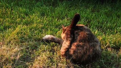 The cat licking itself under the tail. Hygiene and body care. Pet sitting in the garden on green...