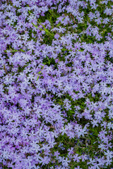 A lush array of purple flowers blankets the ground, creating a colorful showcase of nature's beauty
