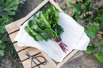 Fresh bunch of vibrant beet greens tied with twine on white cloth in rustic wooden crate, set in...