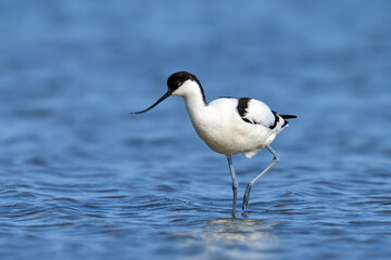 Pied avocet (Recurvirostra avosetta)