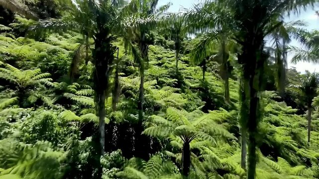 Lush Green Forest Featuring Ferns and Palm Trees in a Tropical Environment
