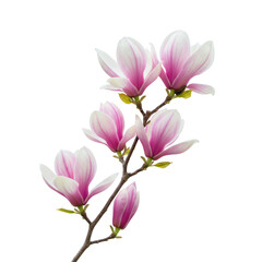 Fototapeta premium Pink magnolia blossoms branch isolated on transparent background