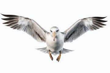 Seagull soaring in the sky with outstretched wings during bright daylight