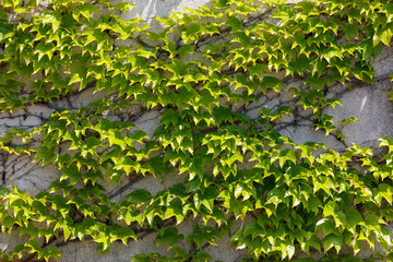 A wall covered in green vines