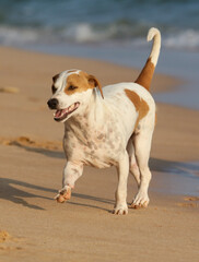A dog is running on the beach, enjoying the warm sand and the ocean breeze