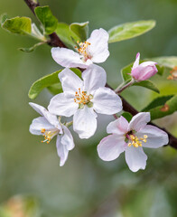 A tree with white flowers is in the foreground