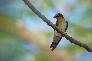 Pacific Swallow or Hill Swallow (Hirundo tahitica)