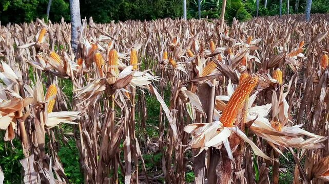 Corn ready to harvest for poultry feed in a field in Indonesia. Part of a local food security program