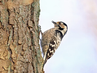 Lesser spotted woodpecker (Dryobates minor)