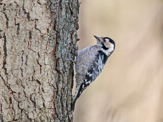 Lesser spotted woodpecker (Dryobates minor)