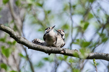 Lesser spotted woodpecker (Dryobates minor)