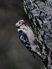 Lesser spotted woodpecker (Dryobates minor)