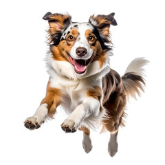 Cute sitting black and white Border Collie puppy isolated on white background