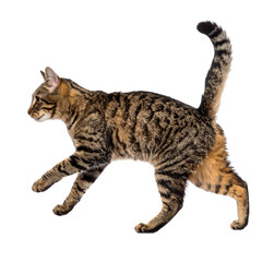 Scottish Fold and British Shorthair cats and kittens, isolated on a white background, are adorable young purebred felines
