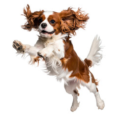 Isolated portrait of an adorable purebred Cavalier King Charles Spaniel puppy with a brown and white fur