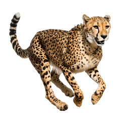Fast big cat leopard or cheetah portrait on white background