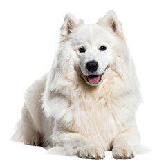 Cute white purebred Pomeranian puppy portrait