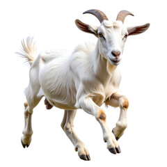 Isolated portrait of a cute domestic farm goat with horns on a white background