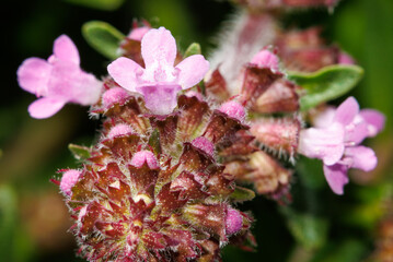 A bunch of pink flowers with brown tips