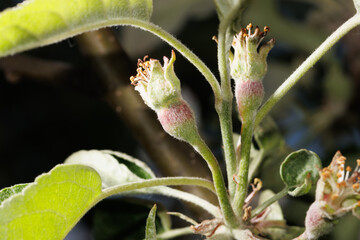 A tree with green leaves and small, fuzzy buds