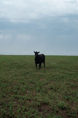 Dairy cows grazing on a farm 