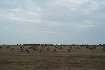 Flock of sheep grazing in the countryside landscape