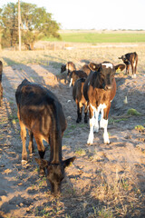 Dairy cows grazing on a farm 