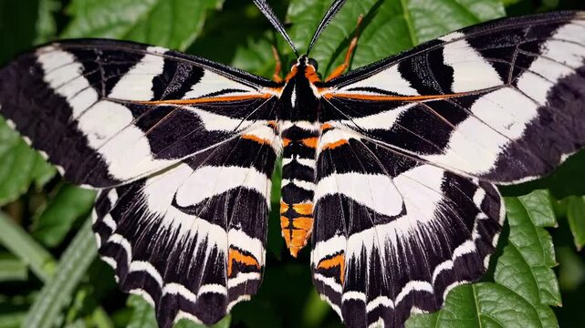 Close-up video shot of a striking black and white butterfly on green leaves, captured from a top-down angle, highlighting its detailed wing patterns. Live desktop wallpaper.