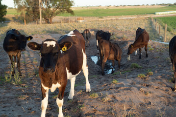 Dairy cows grazing on a farm 