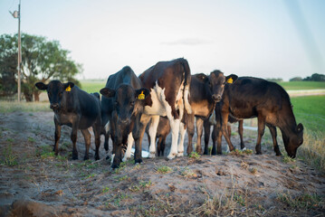 Dairy cows grazing on a farm 