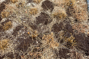 Paddy field scenery after harvest