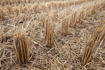 Paddy field scenery after harvest