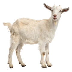 Fototapeta premium Cute white goat standing on a white background, isolated and ready for various creative uses
