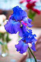 Beautiful iris flower in vase