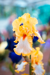 Beautiful iris flower in vase