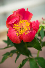 Exhibition of peonies of different varieties