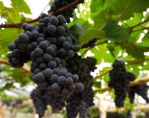 Clusters of dark purple grapes are densely packed on the vines, basking in the soft morning sun...