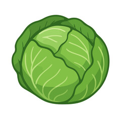 cabbage isolated on white background, cabbage vector illustration SVG