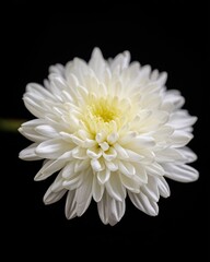 Fototapeta premium Elegant White Chrysanthemum Macro Shot on Black Background, Soft Lighting Highlighting Delicate Petals
