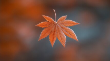 Autumn Maple Leaf Floating on Blurred Background with Warm Lighting Effect