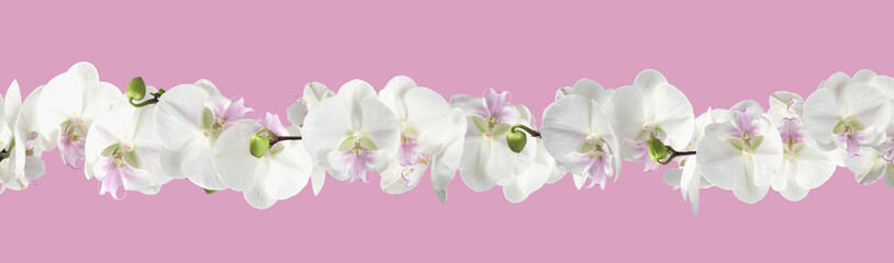 Beautiful white orchid flowers on pink background, banner design