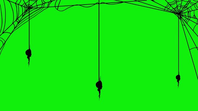 Three black spiders hanging and spinning from webs on a vibrant green background. Concept of animal and halloween