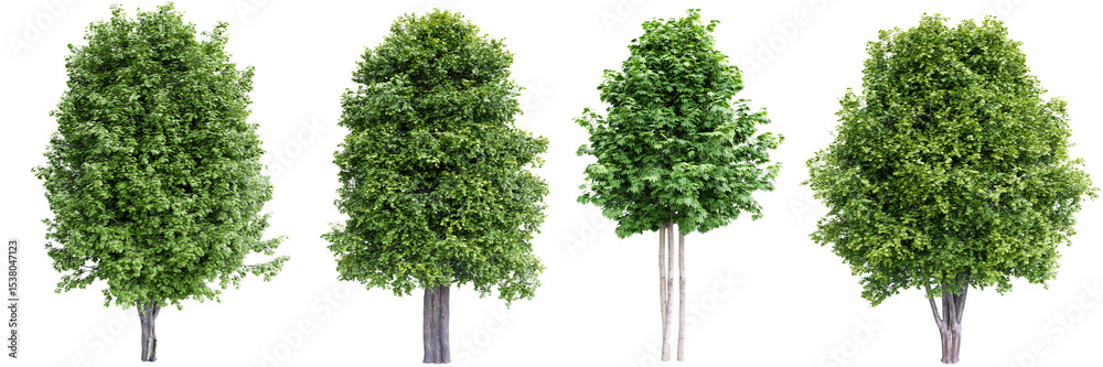 Poster green maple trees isolated on transparent background.3d rendering