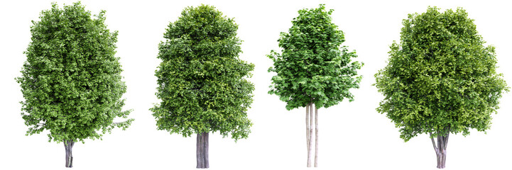Green maple trees isolated on transparent background.3d rendering