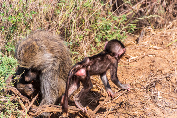 Close-up of an Olive Baboon -Papio Anubis- mother carrying her baby across the long grasslands of...
