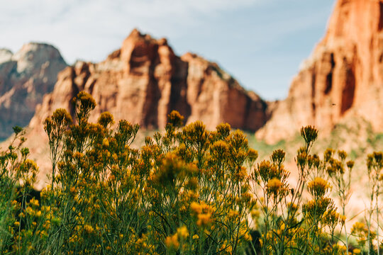 Viscid rabbitbrush (Chrysothamnus viscidiflorus) blooms in Zion